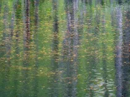 Picture of USA-WASHINGTON STATE-OLD CASCADE HIGHWAY OFF OF HIGHWAY 2 AND POND REFLECTING ALDER TREES