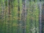 Picture of USA-WASHINGTON STATE-OLD CASCADE HIGHWAY OFF OF HIGHWAY 2 AND POND REFLECTING ALDER TREES