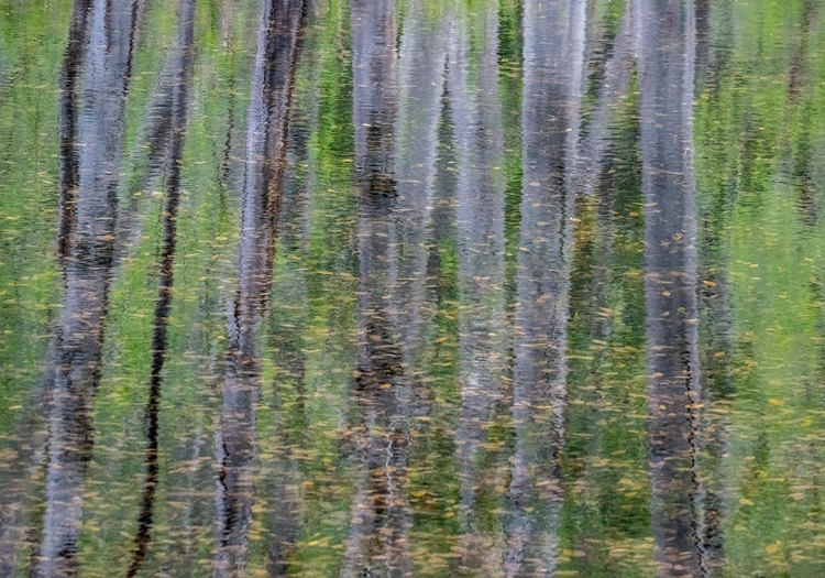 Picture of USA-WASHINGTON STATE-OLD CASCADE HIGHWAY OFF OF HIGHWAY 2 AND POND REFLECTING ALDER TREES