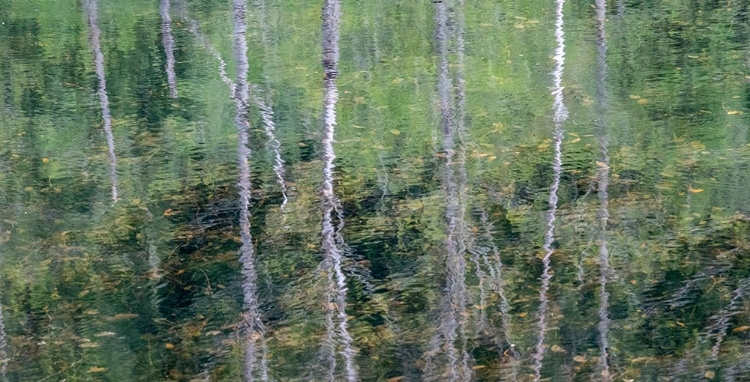 Picture of USA-WASHINGTON STATE-OLD CASCADE HIGHWAY OFF OF HIGHWAY 2 AND POND REFLECTING ALDER TREES