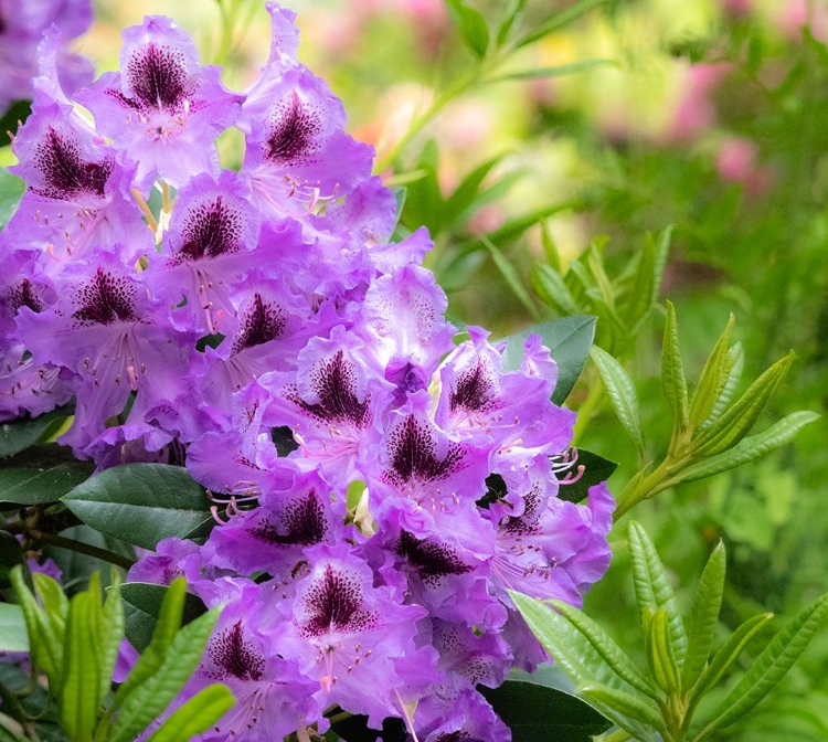 Picture of USA-WASHINGTON STATE-PACIFIC NORTHWEST-BELLEVUE AND THE BELLEVUE BOTANICAL GARDENS