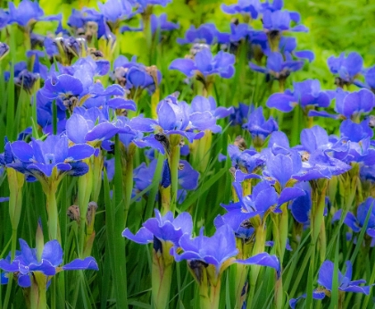 Picture of USA-WASHINGTON STATE-PACIFIC NORTHWEST-BELLEVUE AND THE BELLEVUE BOTANICAL GARDENS SPRINGTIME