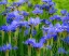 Picture of USA-WASHINGTON STATE-PACIFIC NORTHWEST-BELLEVUE AND THE BELLEVUE BOTANICAL GARDENS SPRINGTIME