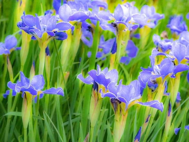 Picture of USA-WASHINGTON STATE-PACIFIC NORTHWEST-BELLEVUE AND THE BELLEVUE BOTANICAL GARDENS SPRINGTIME