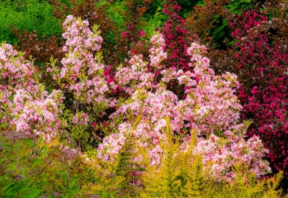 Picture of USA-WASHINGTON STATE-PACIFIC NORTHWEST-BELLEVUE AND THE BELLEVUE BOTANICAL GARDENS SPRINGTIME