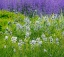 Picture of USA-WASHINGTON STATE-PACIFIC NORTHWEST-BELLEVUE AND THE BELLEVUE BOTANICAL GARDENS SPRINGTIME