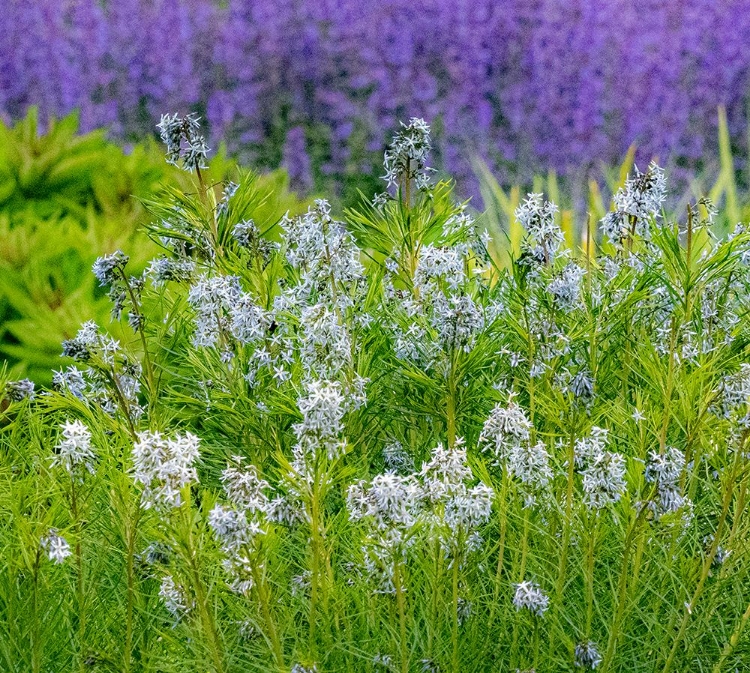 Picture of USA-WASHINGTON STATE-PACIFIC NORTHWEST-BELLEVUE AND THE BELLEVUE BOTANICAL GARDENS SPRINGTIME