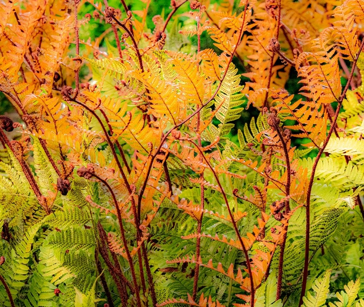 Picture of USA-WASHINGTON STATE-PACIFIC NORTHWEST-BELLEVUE AND THE BELLEVUE BOTANICAL GARDENS SPRINGTIME