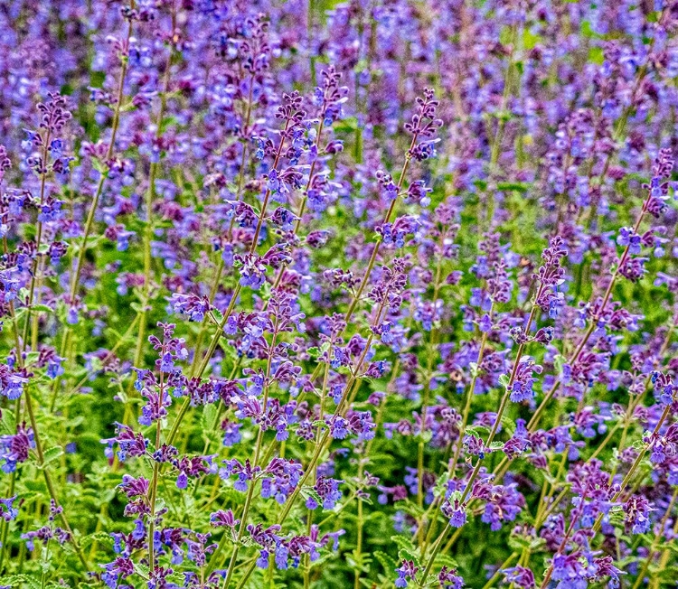 Picture of USA-WASHINGTON STATE-PACIFIC NORTHWEST-BELLEVUE AND THE BELLEVUE BOTANICAL GARDENS SPRINGTIME