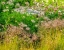 Picture of USA-WASHINGTON STATE-PACIFIC NORTHWEST-BELLEVUE AND THE BELLEVUE BOTANICAL GARDENS SPRINGTIME