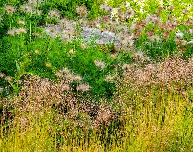 Picture of USA-WASHINGTON STATE-PACIFIC NORTHWEST-BELLEVUE AND THE BELLEVUE BOTANICAL GARDENS SPRINGTIME