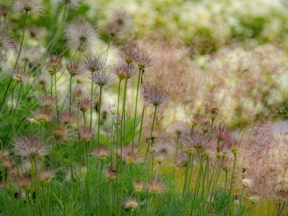 Picture of USA-WASHINGTON STATE-PACIFIC NORTHWEST-BELLEVUE AND THE BELLEVUE BOTANICAL GARDENS SPRINGTIME