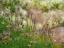 Picture of USA-WASHINGTON STATE-PACIFIC NORTHWEST-BELLEVUE AND THE BELLEVUE BOTANICAL GARDENS SPRINGTIME