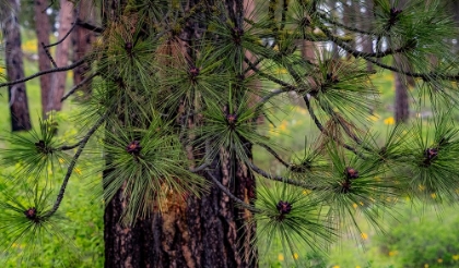 Picture of USA-WASHINGTON STATE-TABLE MOUNTAIN EASTERN CASCADE MOUNTAINS AND PONDEROSA PINE