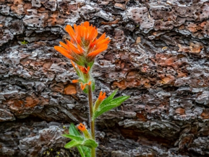 Picture of USA-WASHINGTON STATE-TABLE MOUNTAIN EASTERN CASCADE MOUNTAINS INDIAN PAINT BRUSH