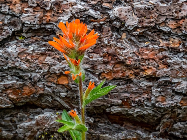 Picture of USA-WASHINGTON STATE-TABLE MOUNTAIN EASTERN CASCADE MOUNTAINS INDIAN PAINT BRUSH