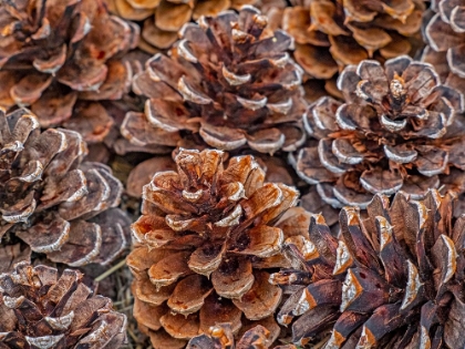 Picture of USA-WASHINGTON STATE-TABLE MOUNTAIN EASTERN CASCADE MOUNTAINS PONDEROSA PINE CONES