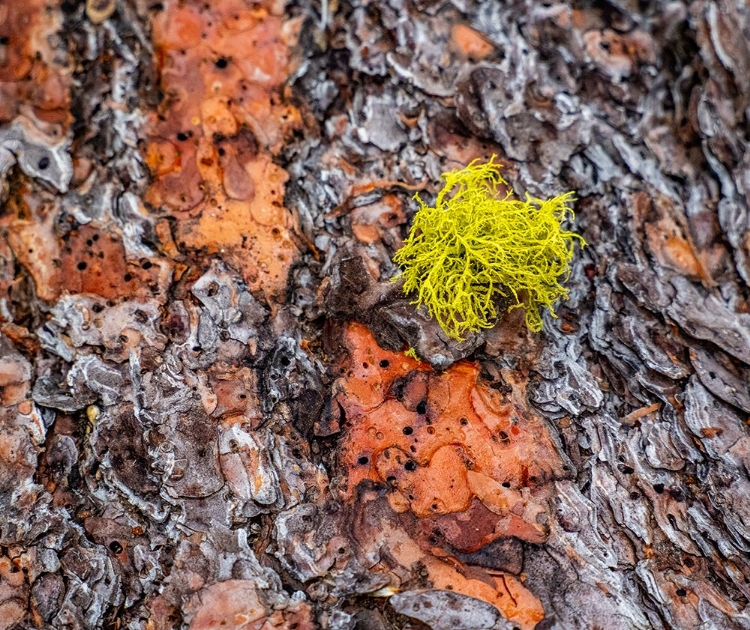 Picture of USA-WASHINGTON STATE-TABLE MOUNTAIN EASTERN CASCADE MOUNTAINS PONDEROSA PINE BARK