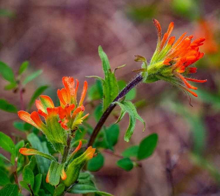 Picture of USA-WASHINGTON STATE-TABLE MOUNTAIN EASTERN CASCADE MOUNTAINS INDIAN PAINT BRUSH