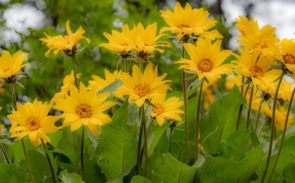 Picture of USA-WASHINGTON STATE-TABLE MOUNTAIN EASTERN CASCADE MOUNTAINS BALSAMROOT