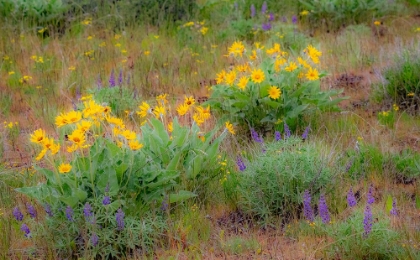Picture of USA-WASHINGTON STATE-TABLE MOUNTAIN EASTERN CASCADE MOUNTAINS BALSAMROOT AND LUPINE