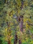 Picture of USA-WASHINGTON STATE-TABLE MOUNTAIN EASTERN CASCADE MOUNTAINS YELLOW LICHEN ON PONDEROSA PINE