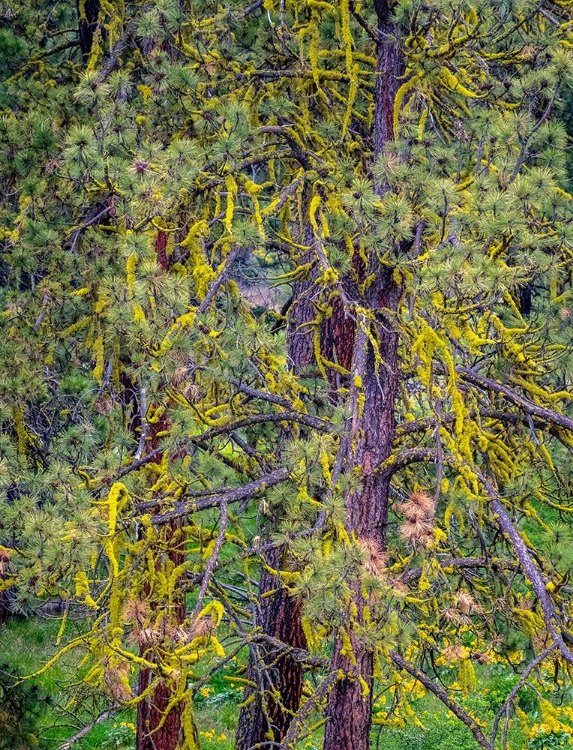 Picture of USA-WASHINGTON STATE-TABLE MOUNTAIN EASTERN CASCADE MOUNTAINS YELLOW LICHEN ON PONDEROSA PINE