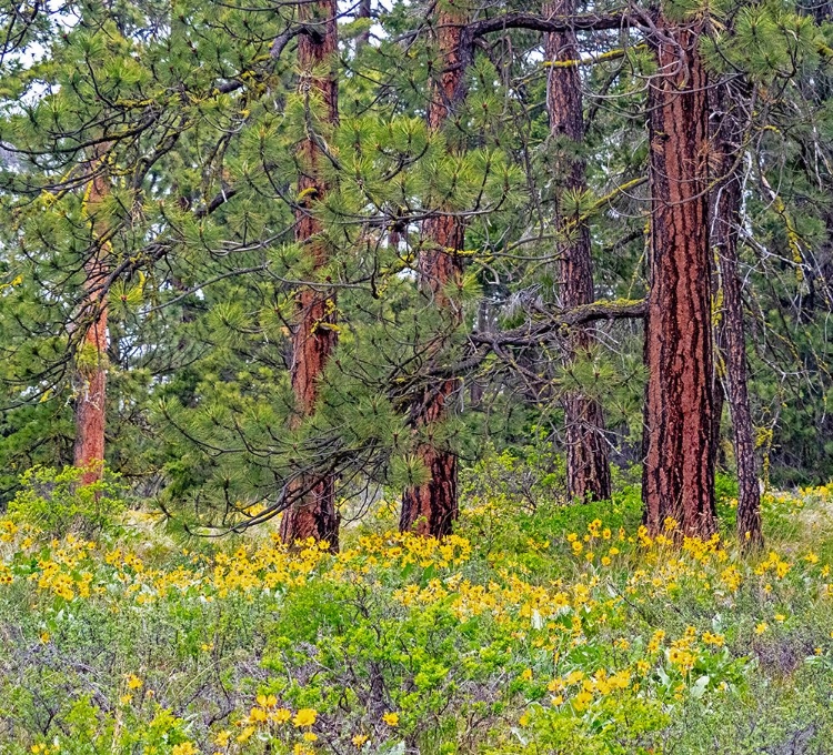 Picture of USA-WASHINGTON STATE-TABLE MOUNTAIN EASTERN CASCADE MOUNTAINS BALSAMROOT AND LUPINE