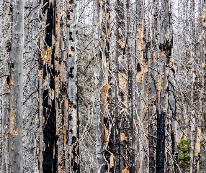 Picture of USA-WASHINGTON STATE-TABLE MOUNTAIN EASTERN CASCADE MOUNTAINS FOREST FIRE EFFECTS ON FOREST