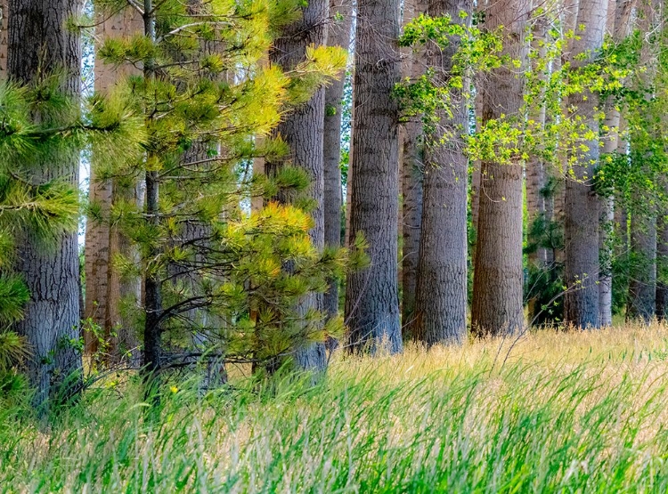 Picture of USA-WASHINGTON STATE-OTHELLO GROVE OF TREES ALONG HIGHWAY 26