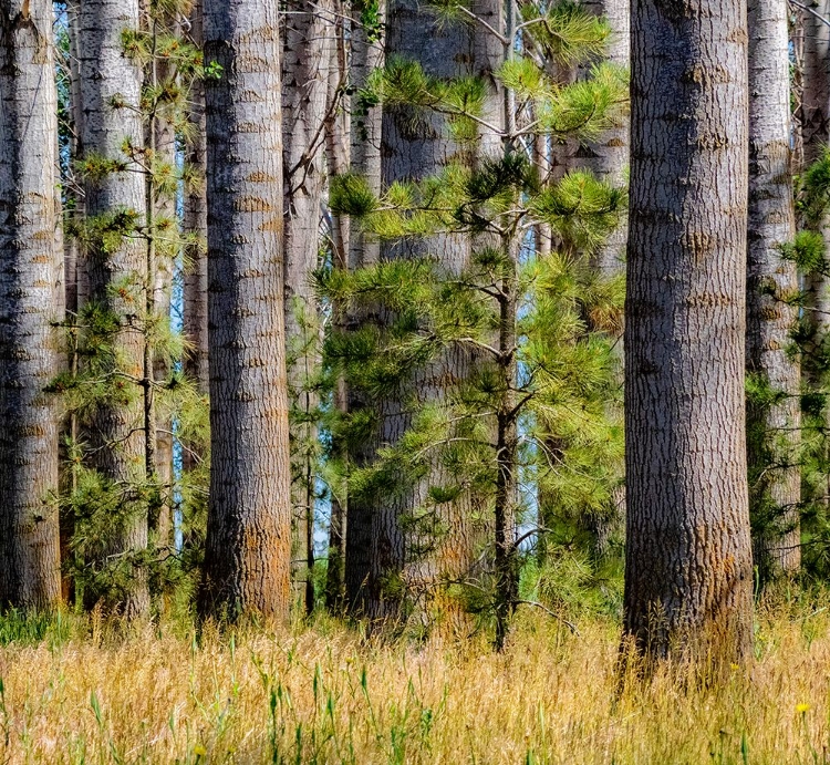 Picture of USA-WASHINGTON STATE-OTHELLO GROVE OF TREES ALONG HIGHWAY 26