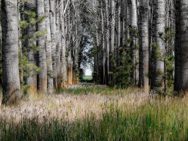 Picture of USA-WASHINGTON STATE-OTHELLO GROVE OF TREES ALONG HIGHWAY 26