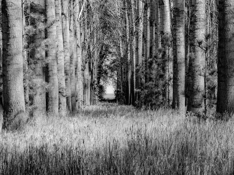 Picture of USA-WASHINGTON STATE-OTHELLO GROVE OF TREES ALONG HIGHWAY 26