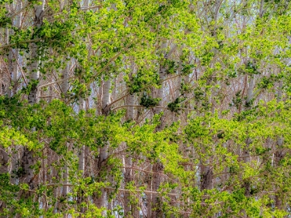 Picture of USA-WASHINGTON STATE-OTHELLO GROVE OF TREES ALONG HIGHWAY 26