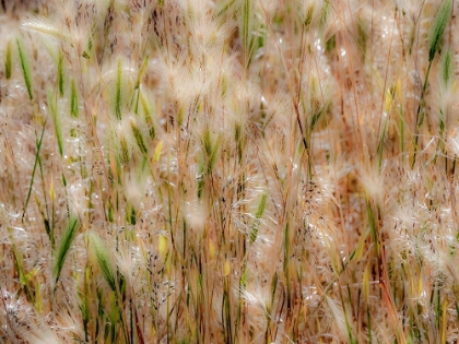 Picture of USA-WASHINGTON STATE-BENGE DRIED GRASS SEED HEADS