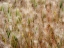 Picture of USA-WASHINGTON STATE-BENGE DRIED GRASS SEED HEADS