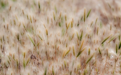 Picture of USA-WASHINGTON STATE-BENGE DRIED GRASS SEED HEADS