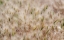 Picture of USA-WASHINGTON STATE-BENGE DRIED GRASS SEED HEADS