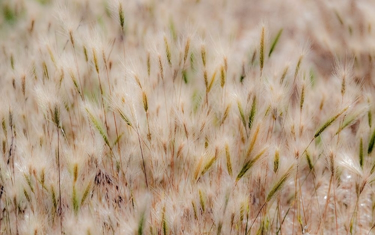 Picture of USA-WASHINGTON STATE-BENGE DRIED GRASS SEED HEADS