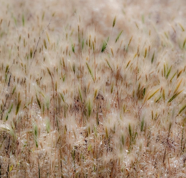 Picture of USA-WASHINGTON STATE-BENGE DRIED GRASS SEED HEADS