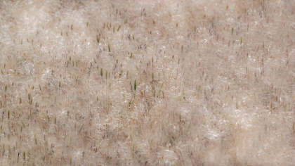 Picture of USA-WASHINGTON STATE-BENGE DRIED GRASS SEED HEADS