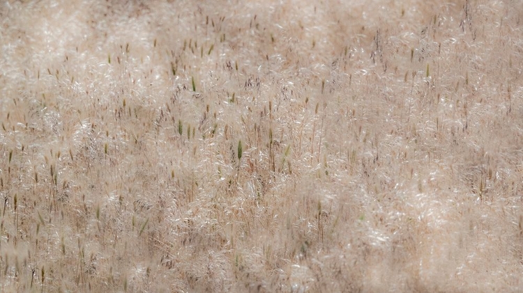 Picture of USA-WASHINGTON STATE-BENGE DRIED GRASS SEED HEADS
