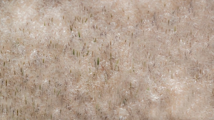 Picture of USA-WASHINGTON STATE-BENGE DRIED GRASS SEED HEADS