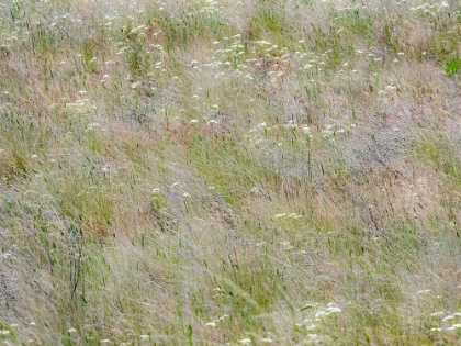 Picture of USA-WASHINGTON STATE-BENGE DRIED GRASS SEED HEADS