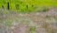 Picture of USA-WASHINGTON STATE-BENGE WOODEN POST FENCE AND GRASSES ON ROLLING HILLS