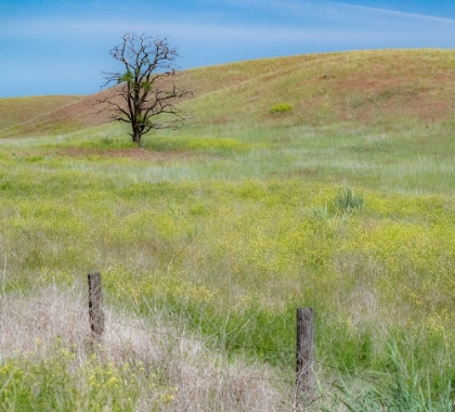 Picture of USA-WASHINGTON STATE-EASTERN WASHINGTON-BENGE WITH LONE DEAD TREE IN FIELD OF GRASSES