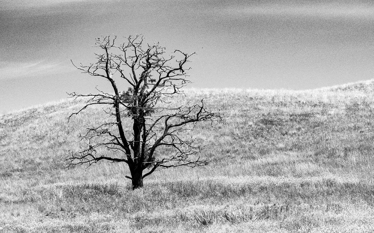 Picture of USA-WASHINGTON STATE-EASTERN WASHINGTON-BENGE WITH LONE DEAD TREE IN FIELD OF GRASSES