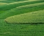 Picture of USA-WASHINGTON STATE-EASTERN WASHINGTON WINTER AND SPRING WHEAT NEAR ENDICOTT