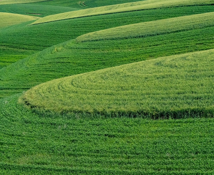 Picture of USA-WASHINGTON STATE-EASTERN WASHINGTON WINTER AND SPRING WHEAT NEAR ENDICOTT