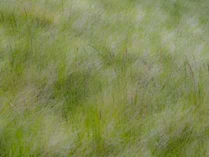 Picture of USA-WASHINGTON STATE-PALOUSE GRASSES SOFT FOCUSED NEAR COLFAX